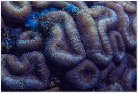 Poszterek 120x80 Vad természet az óceánban