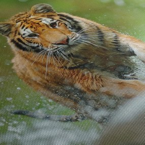 Kép - Futó tigris (150x105 cm)