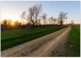 Poszterek 100x70 Mezei út Fák Mezők