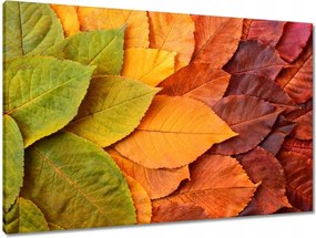 Vászonkép 90x60 Őszi színes levelek Levelek az ősz színeiben