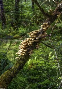 Poszter 21x29,7cm Gomba a fán, Assaf Frank