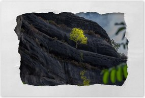 Poszterek 120x80 Fa Fák Kilátás