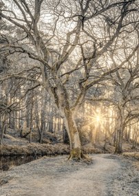 Poszter 42x59,4cm Vidéki csatorna fákkal és ösvényrel 2, Assaf Frank