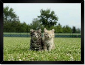 Poszterek keretben 40x30 Cica Cicák Macskák