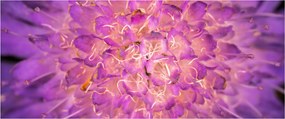 Részletes virágkép (120x50 cm)