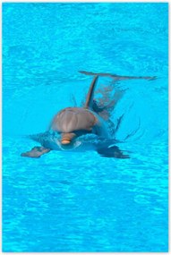 Poszterek 80x120 Delfin
