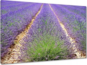 Festmények 120x80 Levendula