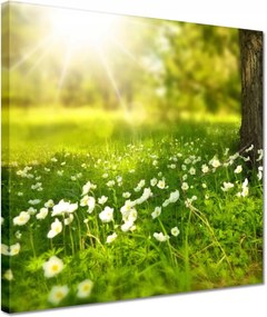 Vászonkép 30x30 Sugárzás a réten