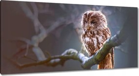 Vászonkép 115x55 Bagoly az ágon Ragadozó