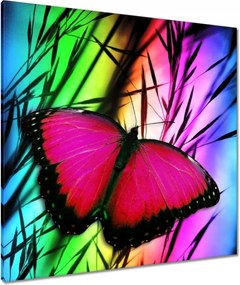 Vászonkép 90x90 Pillangó
