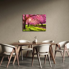 A virágzó cseresznye képe, Hurd Park, Dover, New Jersey (70x50 cm)
