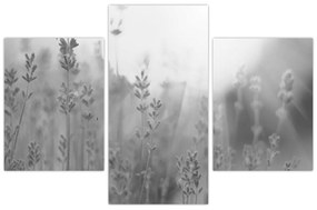 Kép - Levendula (90x60 cm)