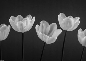 Poszter 42x29,7cm Tulipánok egy sorban, Assaf Frank