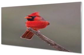 Üvegképek Piros papagáj egy ágon 100x50 cm