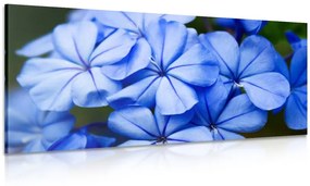 Kép csodálatos kék virág