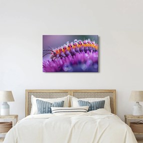 Kép - Caterpillar (90x60 cm)