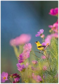 Poszterek 70x100 Madarak