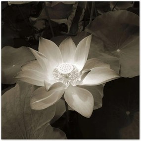 Poszterek 100x100 Lótusz Lótuszvirág