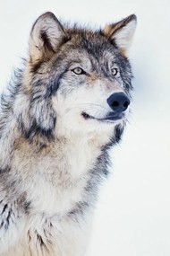 Fotográfia Winter Timber Wolf, David A. Northcott