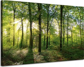 Vászonkép Nap Erdő Fák Fénysugarak 120x80 cm