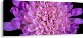 Részletes virágkép (120x50 cm)