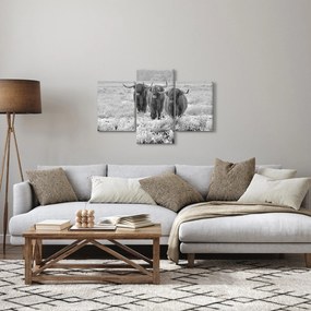 Kép - Skót tehenek, fekete-fehér (90x60 cm)