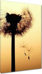 Vászonkép 80x120 Pitypang Virág Virágok