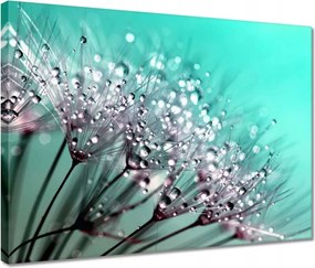 Vászonkép 40x30 Harmatcseppek Pitypang