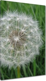 Vászonkép 80x120 Pitypang Virág Virágok