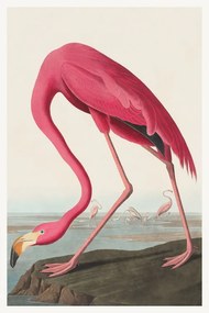 Reprodukció The Pink Flamingo, John James Audubon