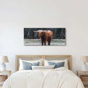 Kép - Skót tehén 2 (120x50 cm)