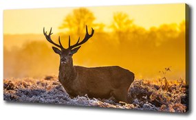 Vászonkép Deer napkelte oc-48250553