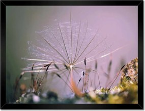 Poszterek keretben 40x30 Pitypang pitypang