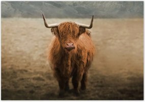 Poszterek 100x70 Mint szarvasmarhák Szarvak