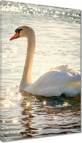 Vászonkép 80x120 Hattyú a tavon