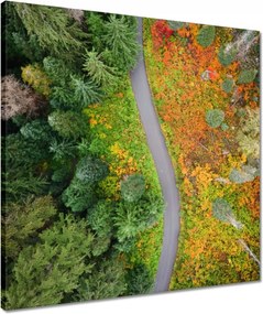 Vászonkép 50x50 Út Erdő Ősz