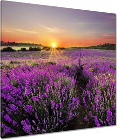 Vászonkép 90x90 Levendula rét
