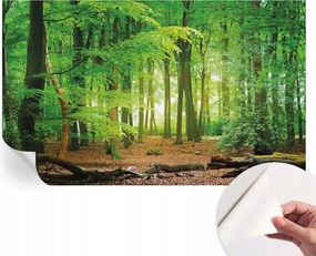Öntapadós Dekoratív Fotótapéta Hálószobába Zöld erdő 416x254 cm