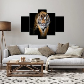 Kép - Tigris (150x105 cm)