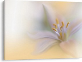Kép - Gyengéd virág (70x50 cm)