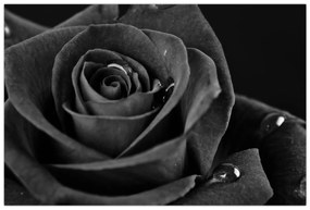 Kép - Bíborvörös rózsa (90x60 cm)