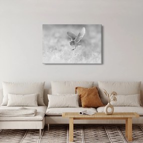 Kép - Bagoly a mezőn (90x60 cm)