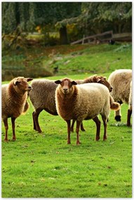 Poszterek 80x120 Juh legeltetés Bárányok Juhok