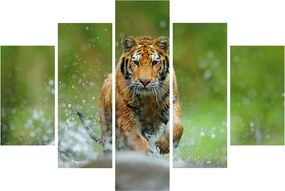 Kép - Futó tigris (150x105 cm)