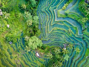 Művészeti fotózás Aerial view of Rice Terrace in Bali Indonesia, Travelstoxphoto, (40 x 30 cm)