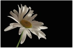 Poszterek 120x80 Fehér kamilla virág