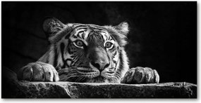 Fotó-kép fotó edzett üveg Tigris 140x70