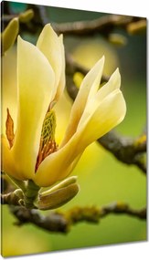 Vászonkép 80x120 Virágok