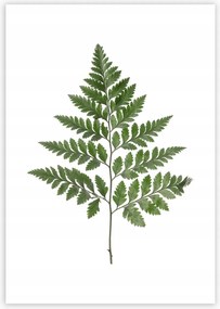 Dekoria Fern Green poszter