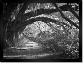 Poszterek keretben 40x30 Tölgyek a parkban